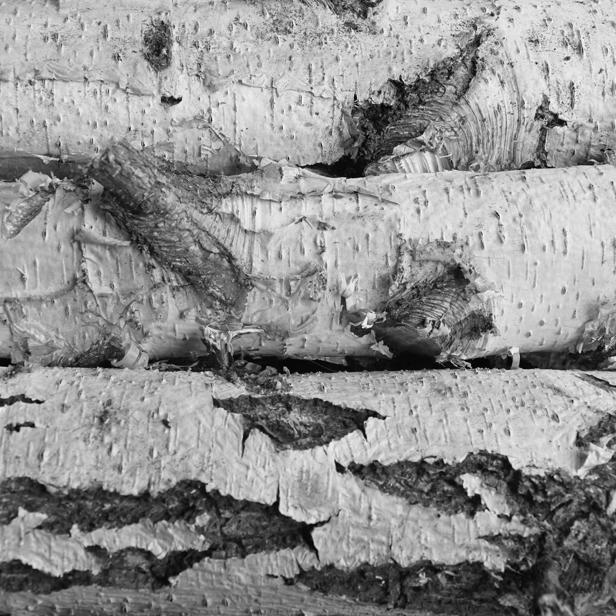 what we do silver birch logs